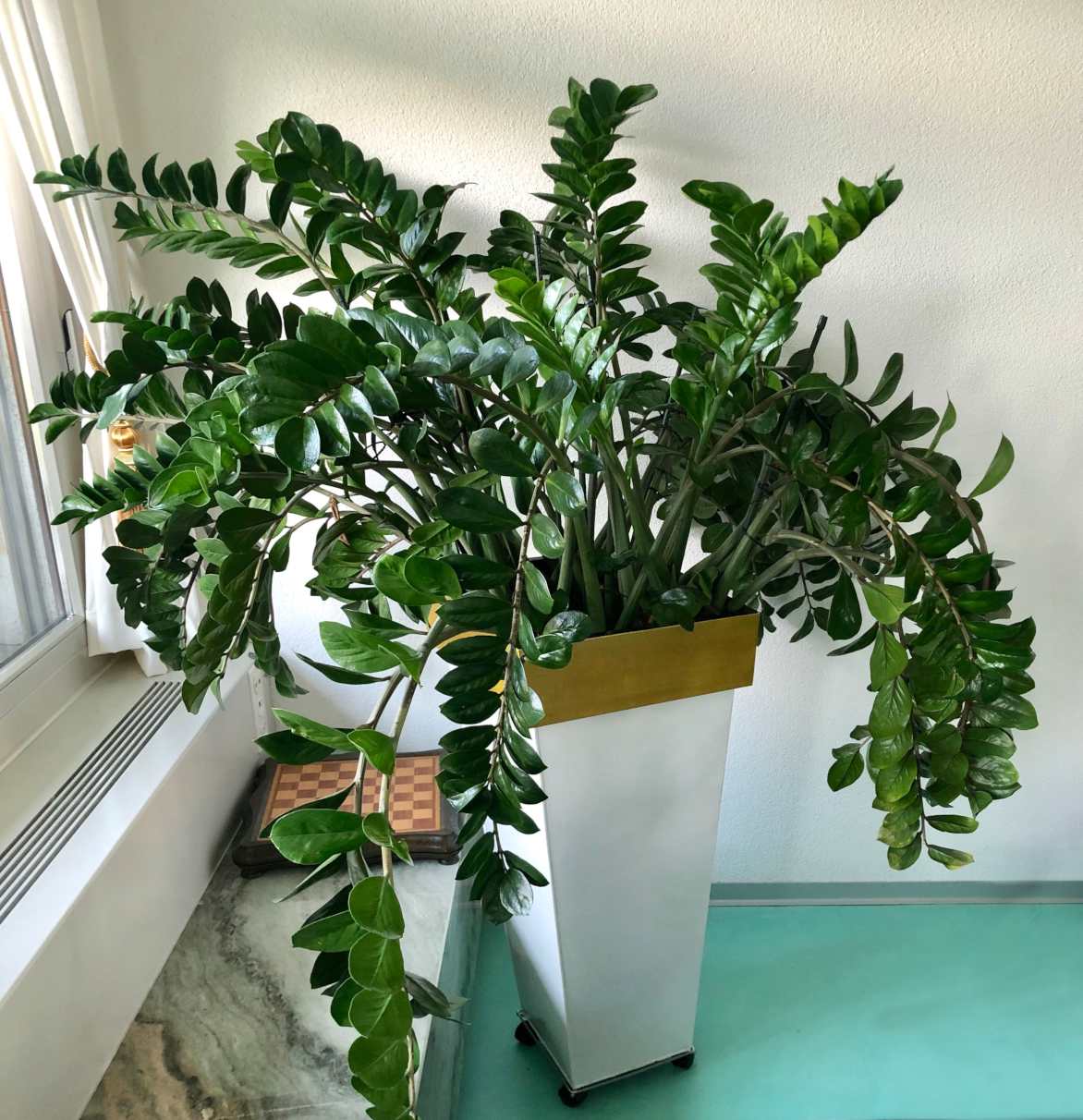 zz plant falling over